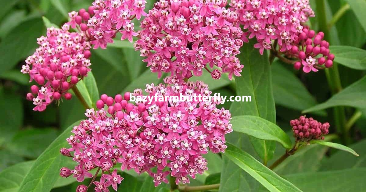 how to plant milkweed seeds