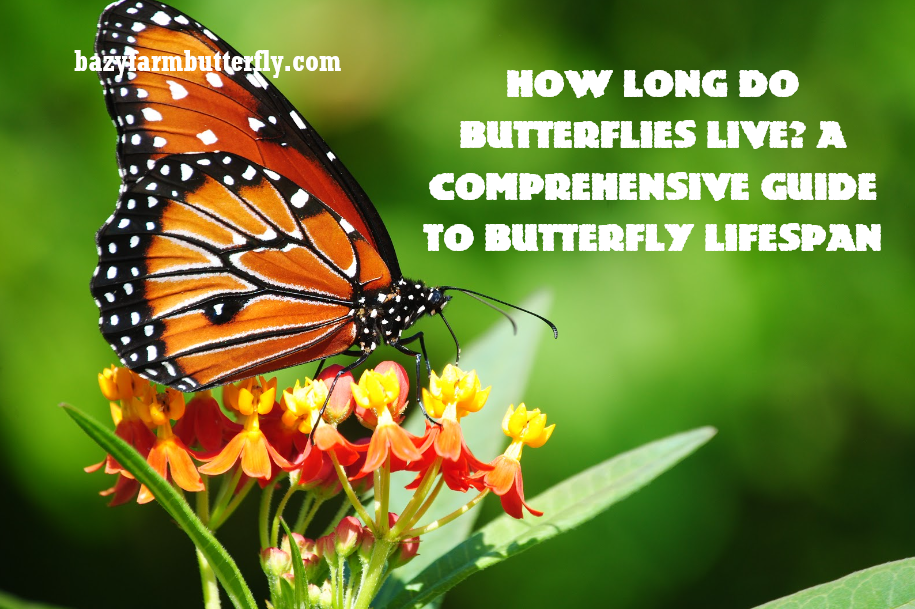 how long do butterflies live