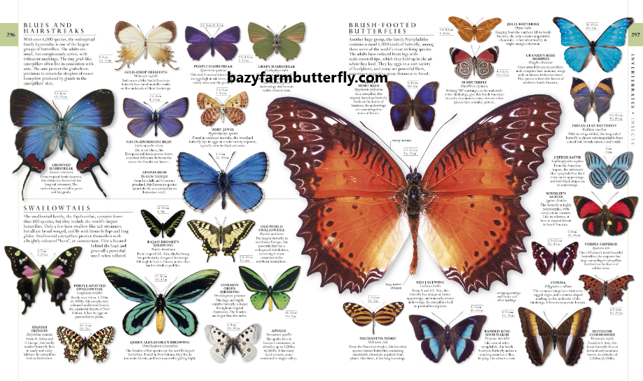 The Lifespan of Different Butterfly Species