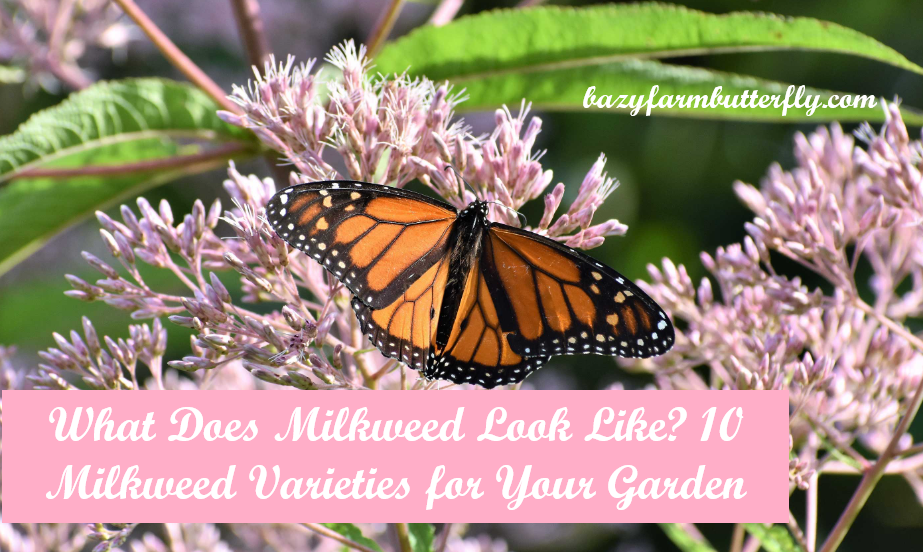 what does milkweed look like