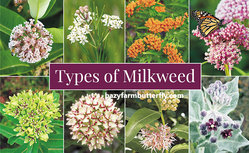 what does milkweed look like