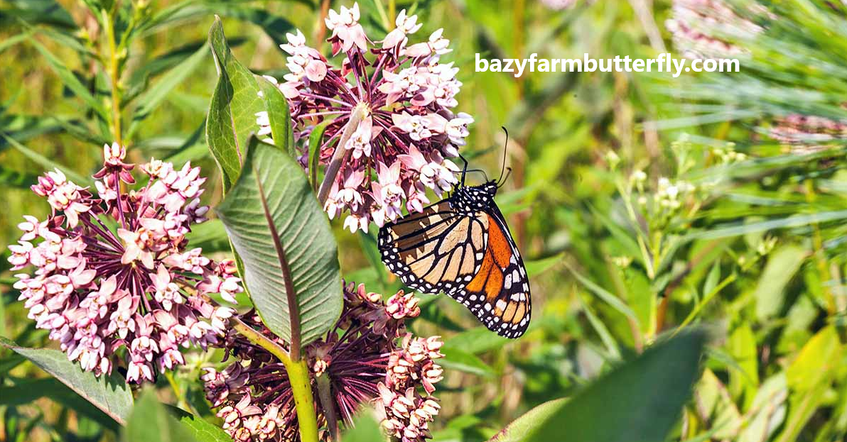 how to plant milkweed seeds