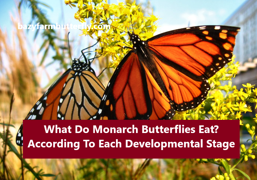 what do monarch butterflies eat