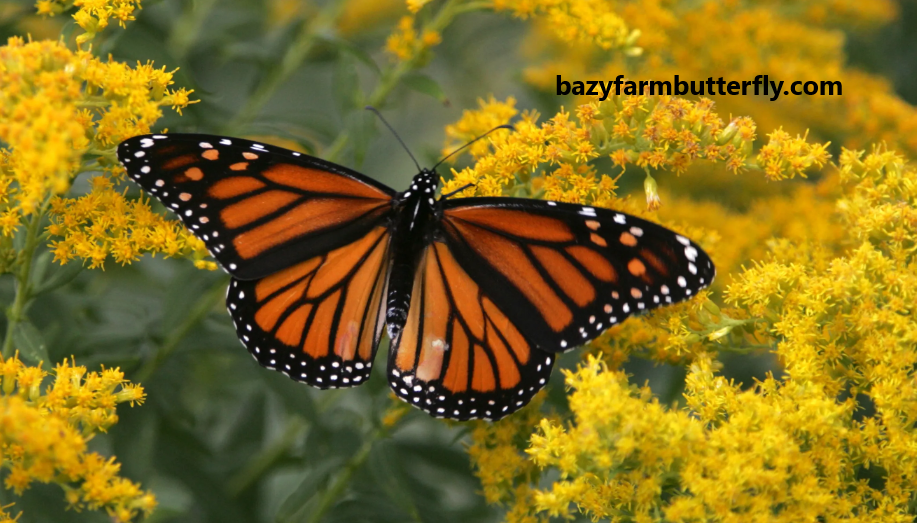 What Is Monarch Butterflies