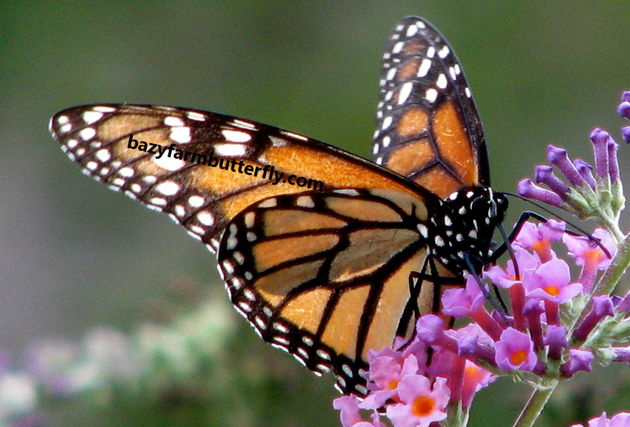  Monarch Butterflies Eat