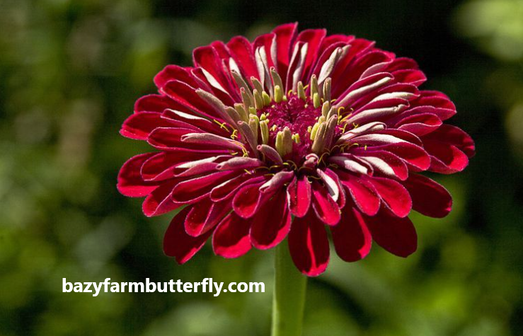 What Are Zinnias?