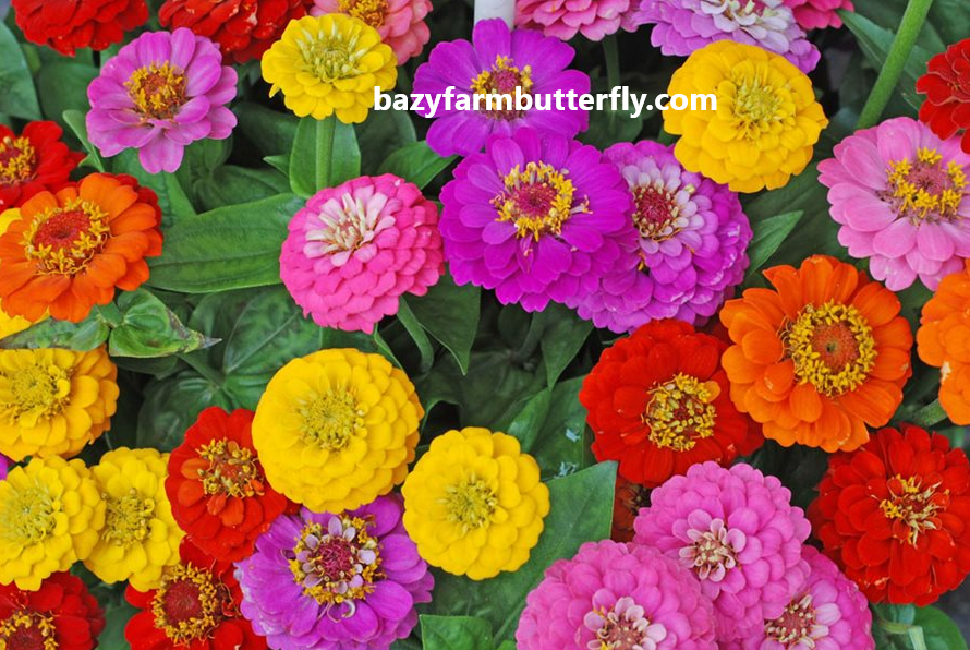 Factors to Consider When Planting Zinnia Seeds