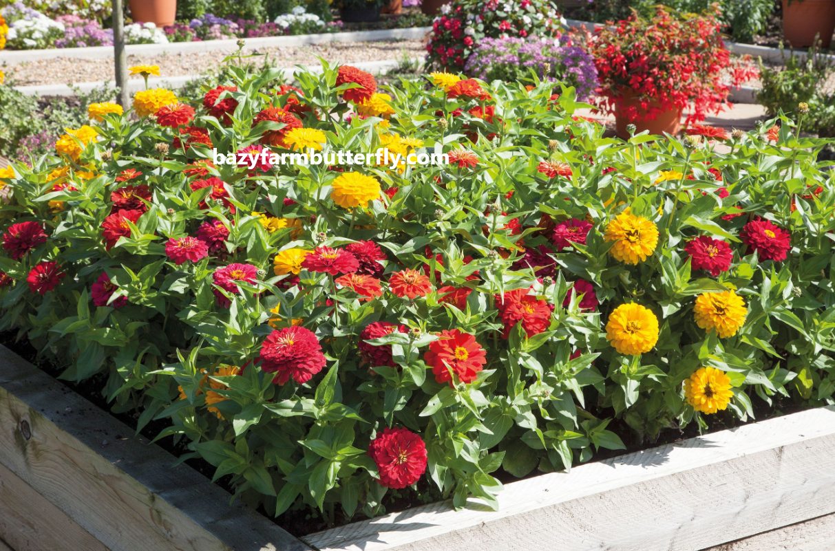 When to Plant Zinnia Seeds