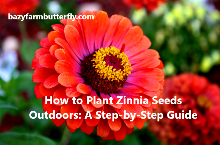 how to plant zinnia seeds