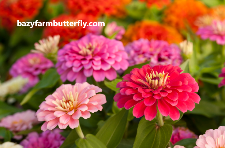 Why Plant Zinnias?