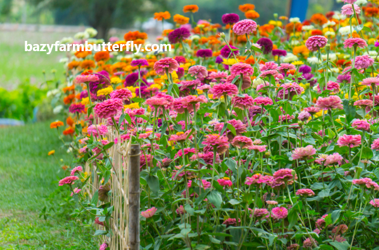 how to plant zinnia seeds