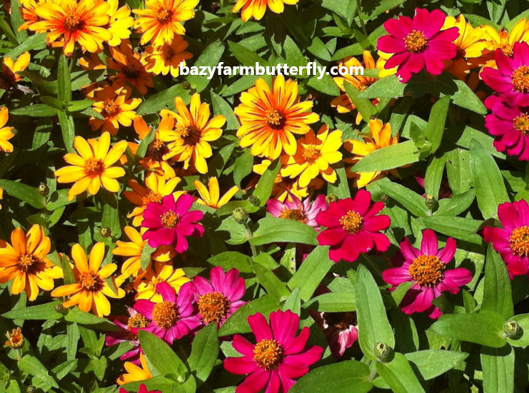 Steps to Plant Zinnia Seeds Outdoors