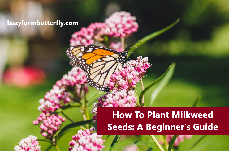 how to plant milkweed seeds