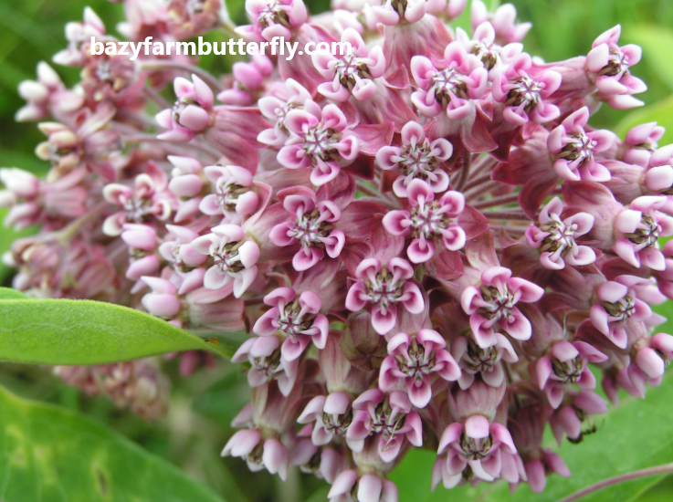 Tips On How To Care For Milkweed