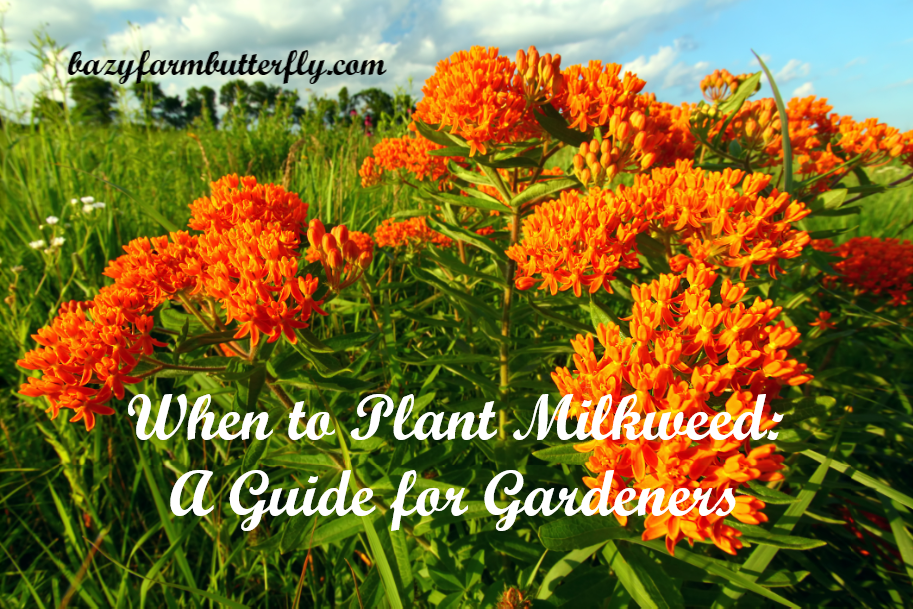 when do you plant milkweed