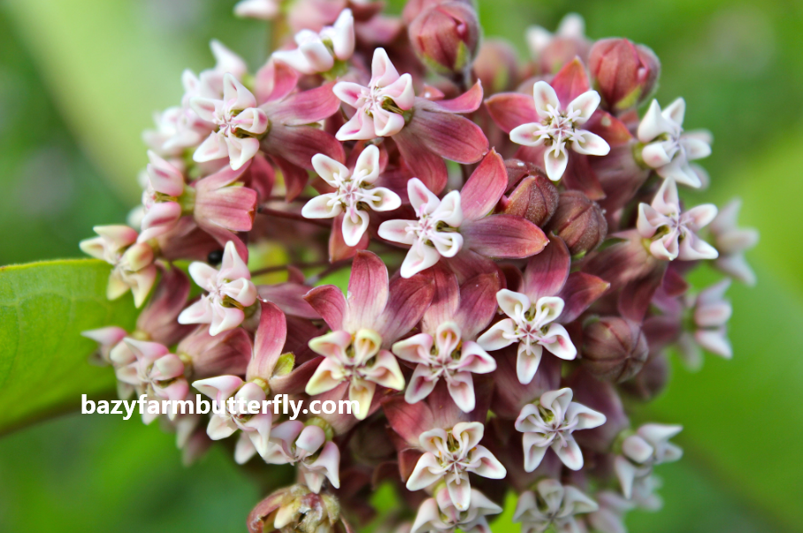 when do you plant milkweed