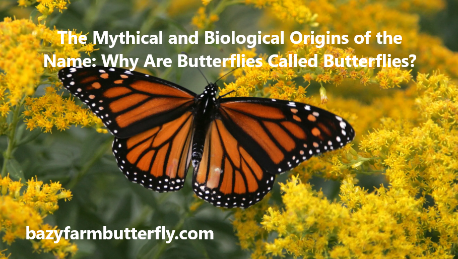 why are butterflies called butterflies