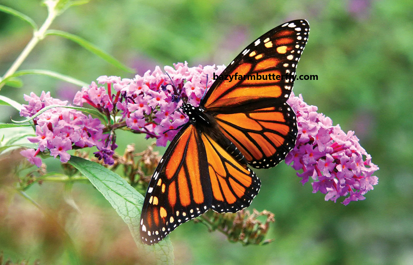 Monarch Butterfly