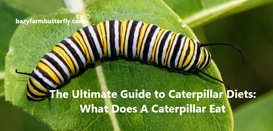 what does a caterpillar eat