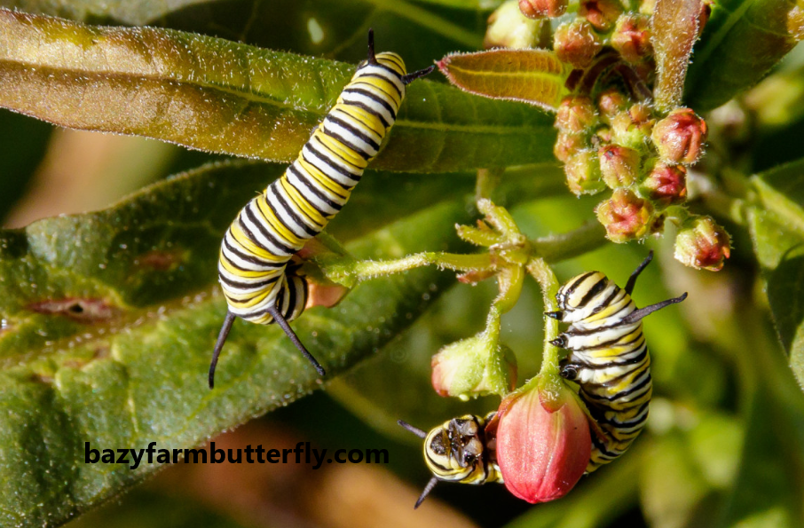 what does a caterpillar eat