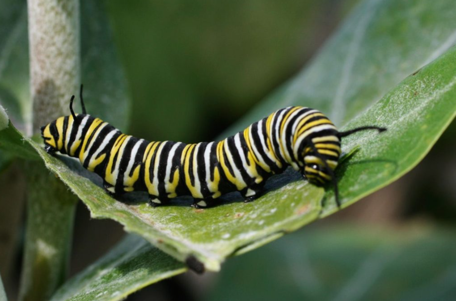 Feeding Habits of Caterpillars