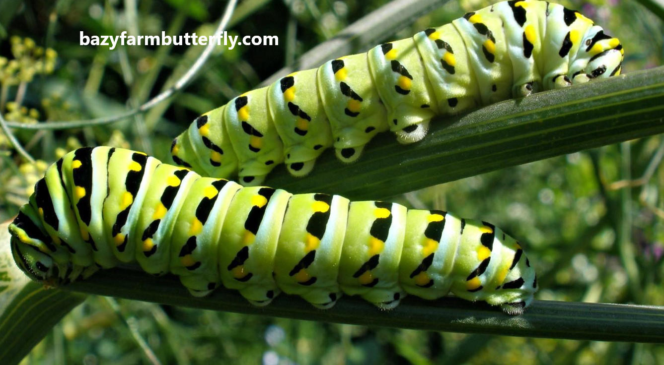 what plants do caterpillars eat