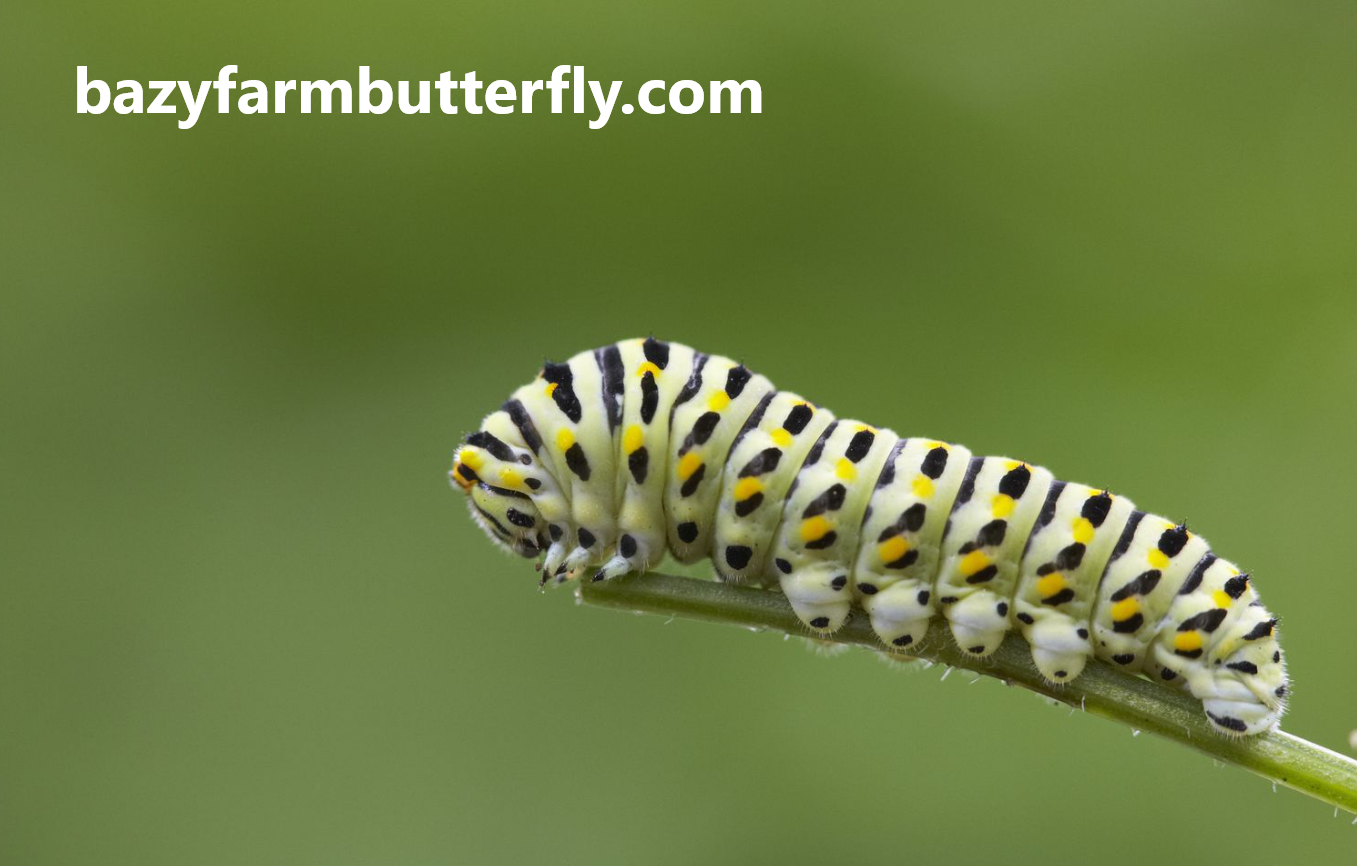 what plants do caterpillars eat