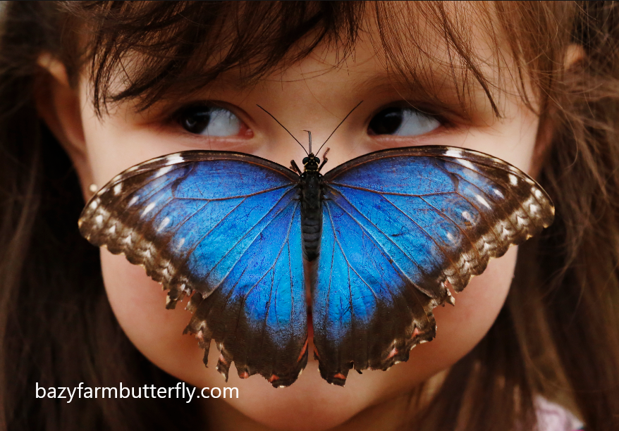 Most Beautiful Butterfly Species - Blue Morpho Butterfly