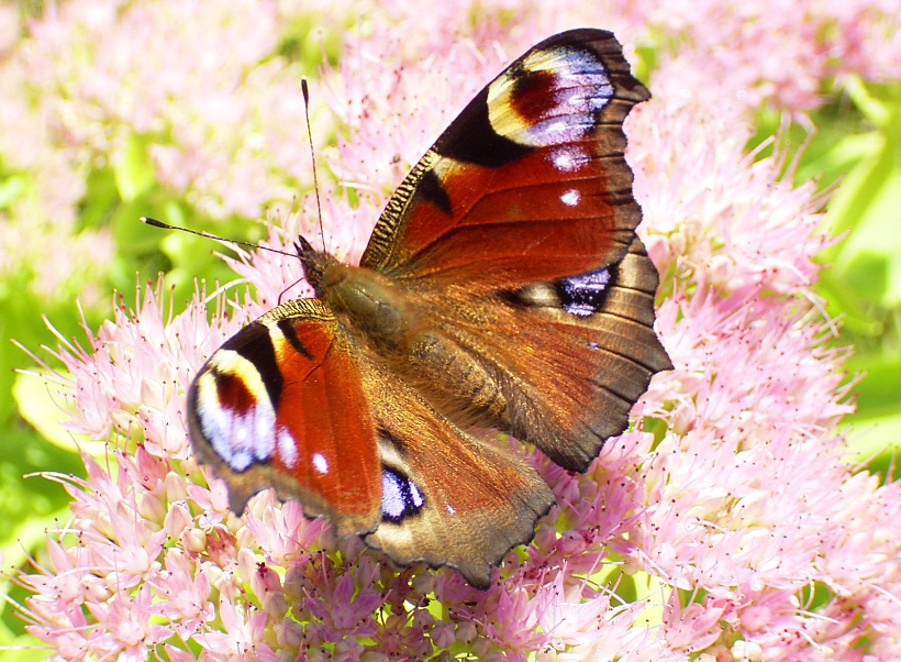 Peacock Butterfly