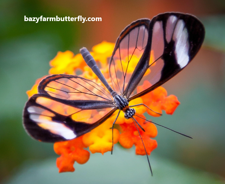 Glasswing Butterfly