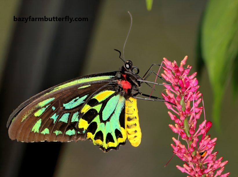 Birdwing Butterfly