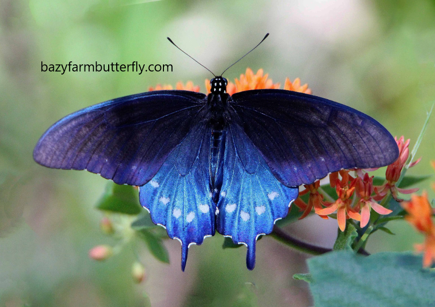 Swallowtail Butterfly