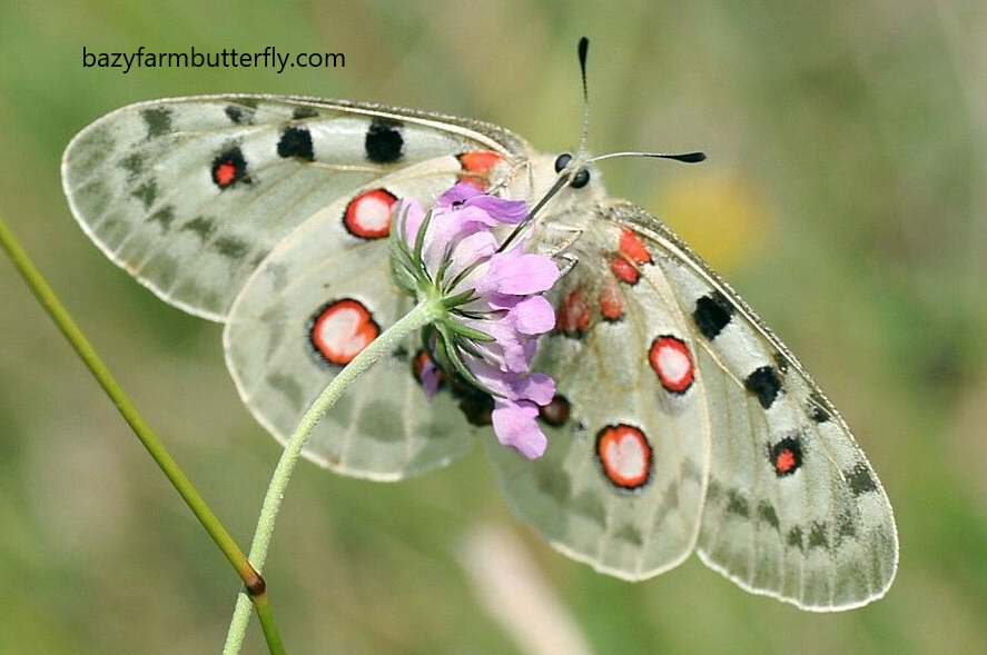 Apollo Butterfly