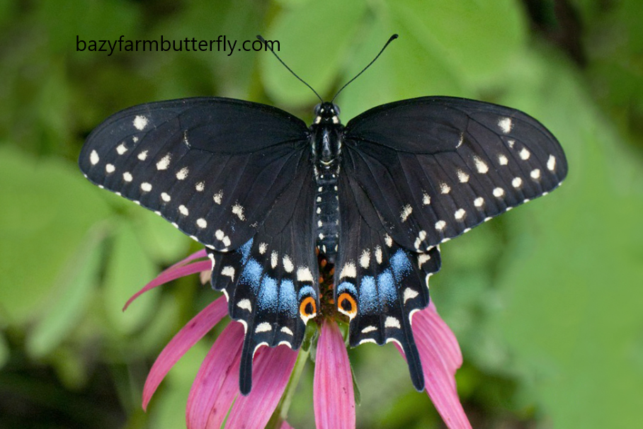 Black Swallowtail Butterfly