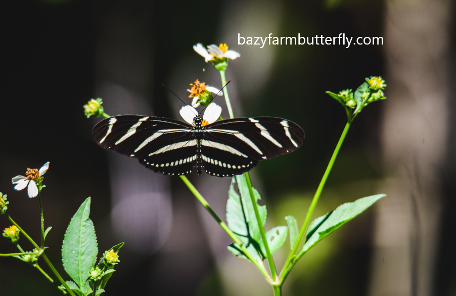  Zebra Longwing Butterfly