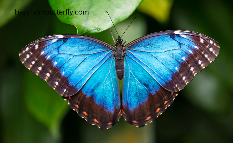 Morpho Didius Butterfly