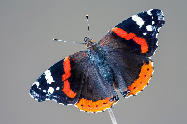 Red Admiral Butterfly​
