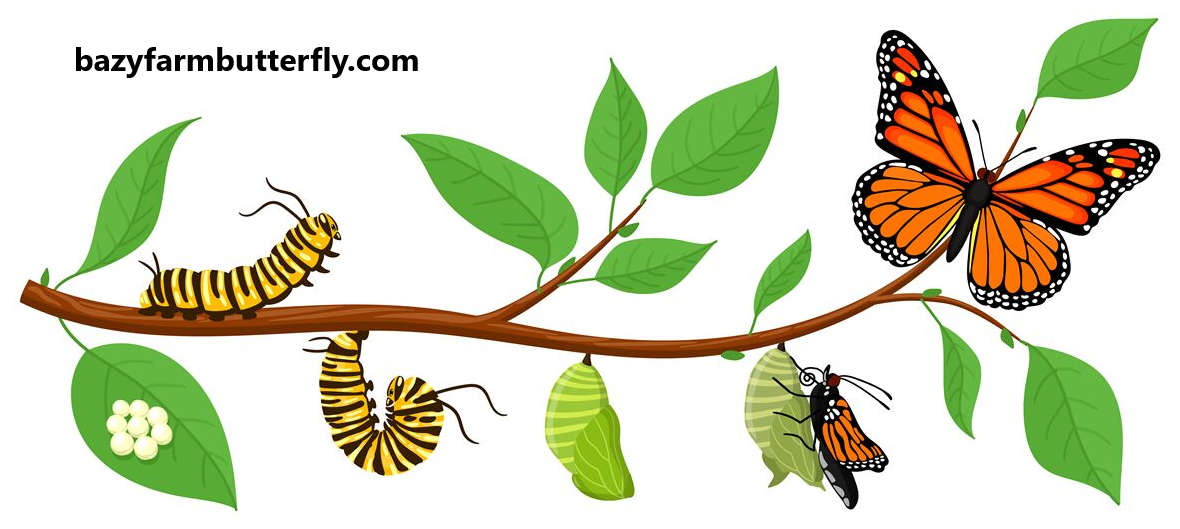 Stages of the Caterpillar Life Cycle