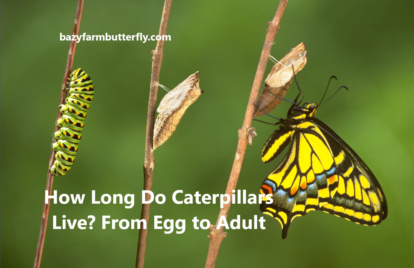 How Long Do Caterpillars Live? From Egg to Adult