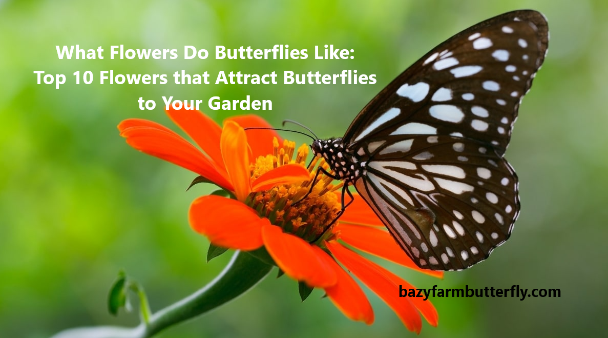 What Flowers Do Butterflies Like: Top 10 Flowers that Attract Butterflies to Your Garden