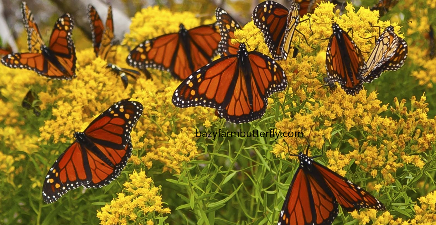 Why Plant Flowers That Attract Butterflies