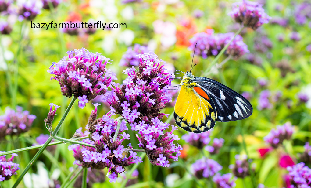 Flowers That Attract Butterflies