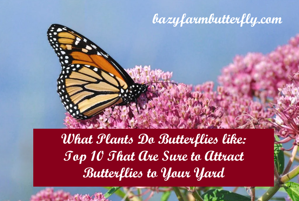 what plants do butterflies like