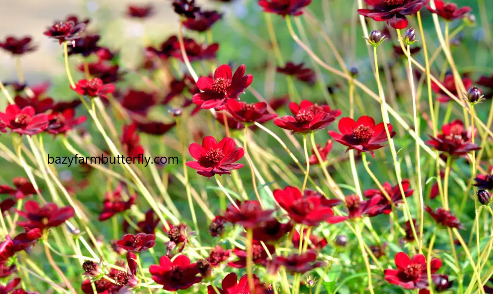 Chocolate Cosmos