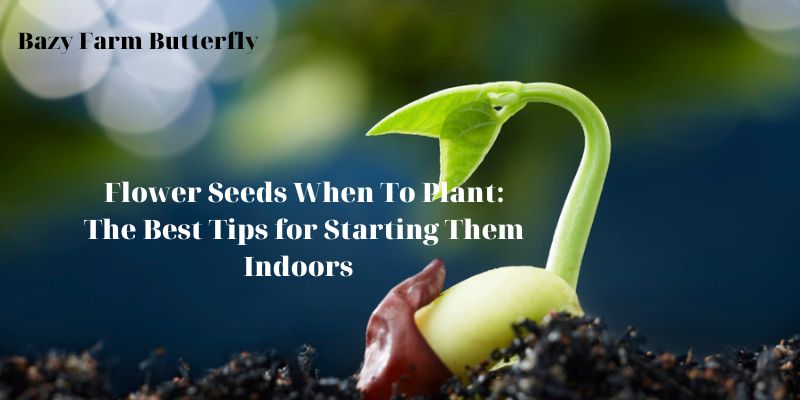 Flower Seeds When To Plant: The Best Tips for Starting Them Indoors