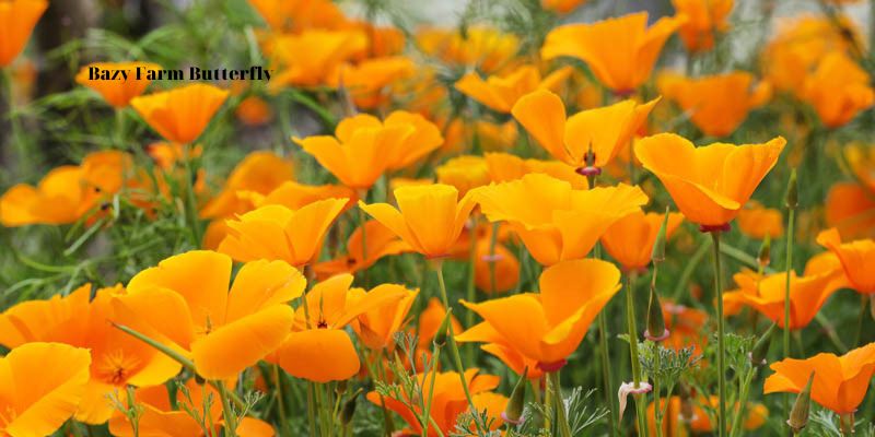 Significance Of The California Poppy As The State Flower