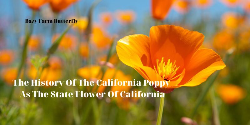 The History Of The California Poppy