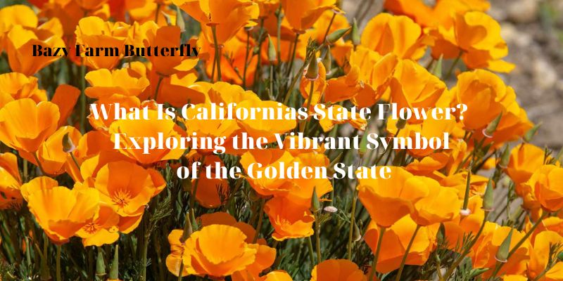 what is californias state flower