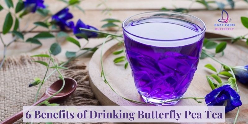 6 Benefits of Drinking Butterfly Pea Tea