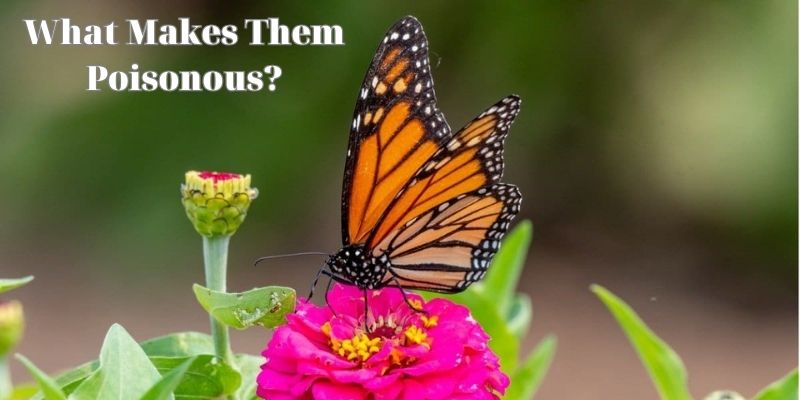 Are Monarch Butterflies Poisonous? and 3 Best Overviews ...